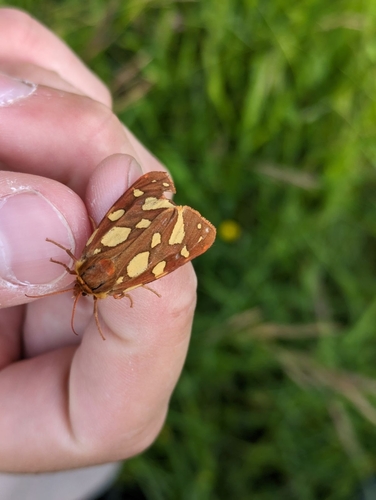 Arctia testudinaria