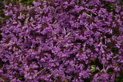 Thymus linearis