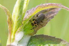 Atalantycha dentigera