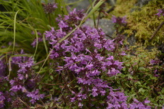 Thymus linearis