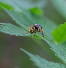 Temnostoma alternans