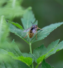 Temnostoma alternans