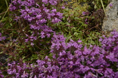Thymus linearis