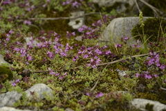 Thymus linearis