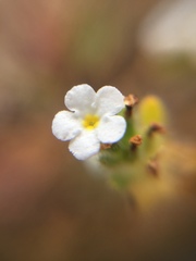 Eremocarya micrantha