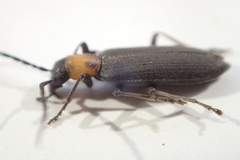 Oxycopis notoxoides