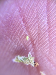 Eremocarya micrantha