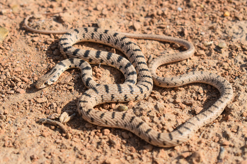 Photo of a Spotted Desert Racer (Platyceps karelini)