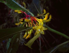 Palicourea anderssoniana