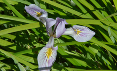Iris tenax