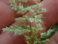 Polypogon fugax