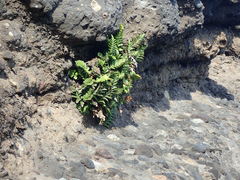 Asplenium decurrens