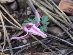 Dicentra uniflora