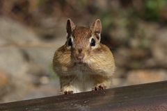 Eastern Chipmunk photo 5