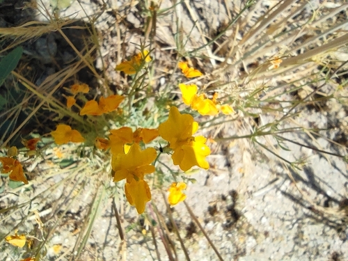 Image of Hypecoum imberbe by (c) Daniel Heras González, some rights reserved (CC BY)