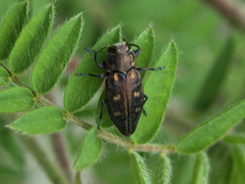 Chrysobothris igniventris