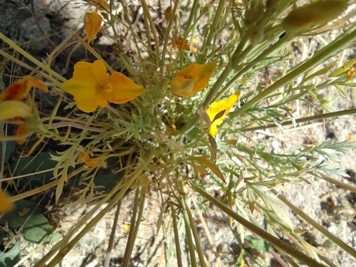 Image of Hypecoum imberbe by (c) Daniel Heras González, some rights reserved (CC BY)
