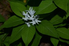 Amsonia tabernaemontana