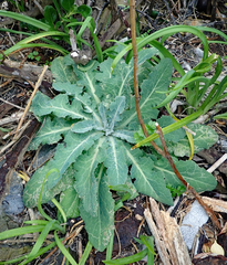 Sonchus kirkii