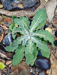 Sonchus kirkii