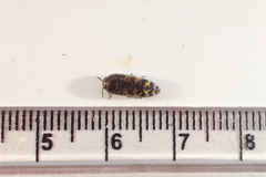 Acmaeodera mixta