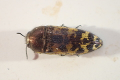 Acmaeodera mixta