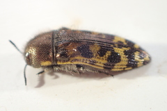 Acmaeodera mixta