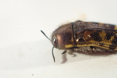 Acmaeodera mixta
