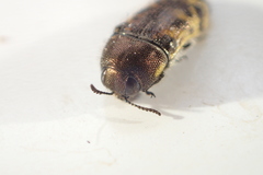 Acmaeodera mixta