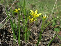 Gagea granulosa