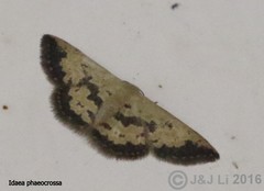 Idaea phaeocrossa