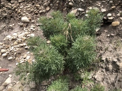 Malacothrix saxatilis implicata