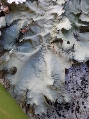 Parmotrema submarginale