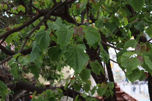 Banucalag-nut (Reutealis trisperma)