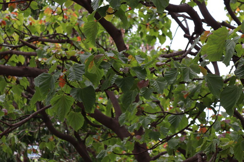 Reutealis trisperma, photograph 2