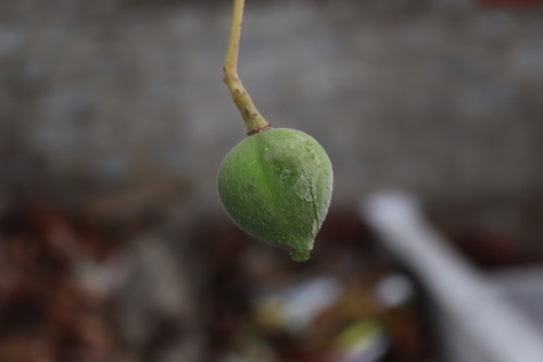 Reutealis trisperma, photograph 1