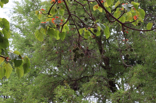 Reutealis trisperma, photograph 4
