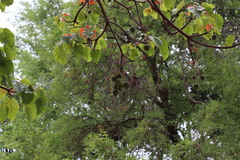 Reutealis trisperma, photograph (c) Vikas D Prasad, some rights reserved (CC BY-SA)