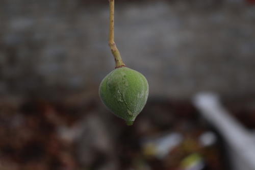 Reutealis trisperma, photograph 6