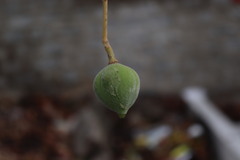 Reutealis trisperma, photograph (c) Vikas D Prasad, some rights reserved (CC BY-SA)