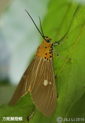 Asota plaginota