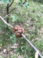 Disholcaspis spongiosa