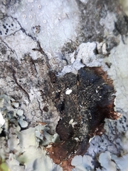 Parmotrema submarginale