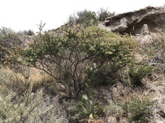 Acmispon dendroideus