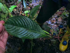 Palicourea anderssoniana