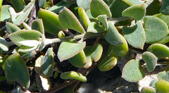 Chenopodium triandrum