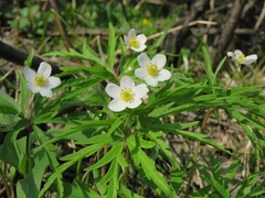 Anemonoides caerulea