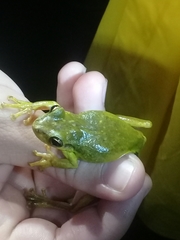 Scinax ruber