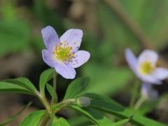Anemonoides caerulea