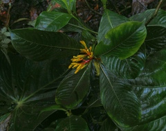 Palicourea anderssoniana
